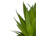 Suculenta base Michelin 18cm