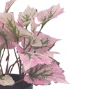 Planta artificial Singonio rosa 30cm
