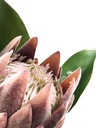 Protea artificial M morada