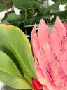 Protea artificial M rosada
