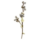 Rama flor de algodón