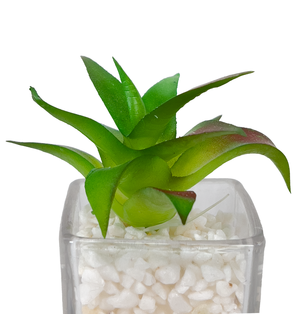 Suculenta base vidrio 12cm