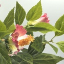 Planta artificial Ramo Rosa 38cm