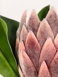 [230035541] Flor protea artificial M morada